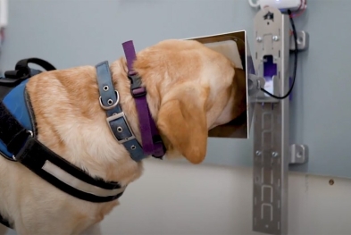 Phát hiện ung thư sớm bằng khứu giác chó và AI: chính xác 94%